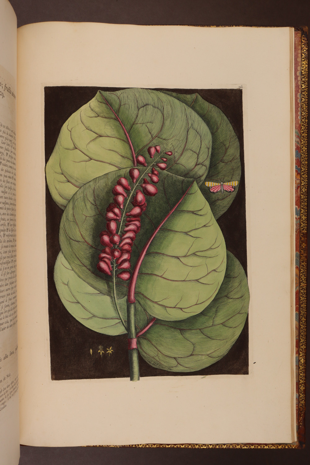 Plate 96